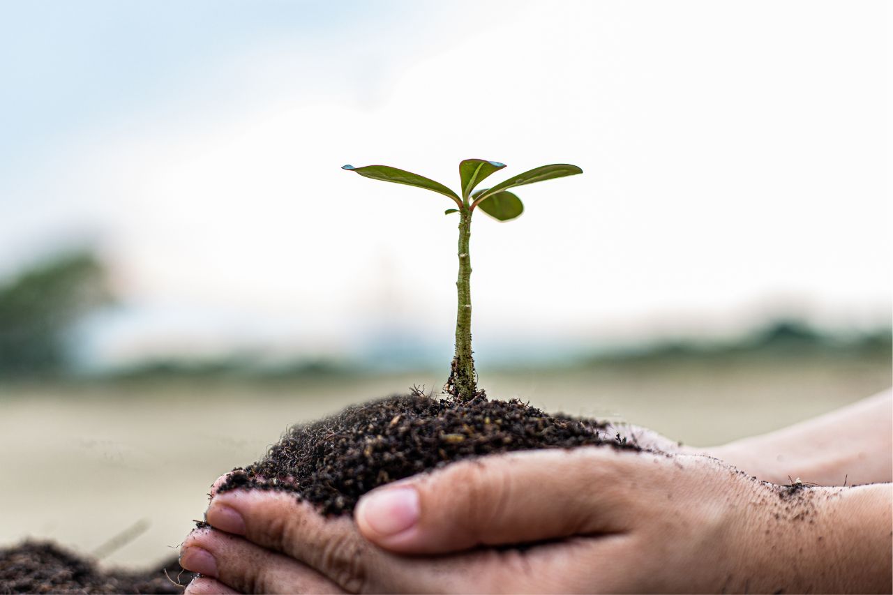 La estrategia de sostenibilidad de Bi Bank: compromiso con el medio ambiente y la sociedad